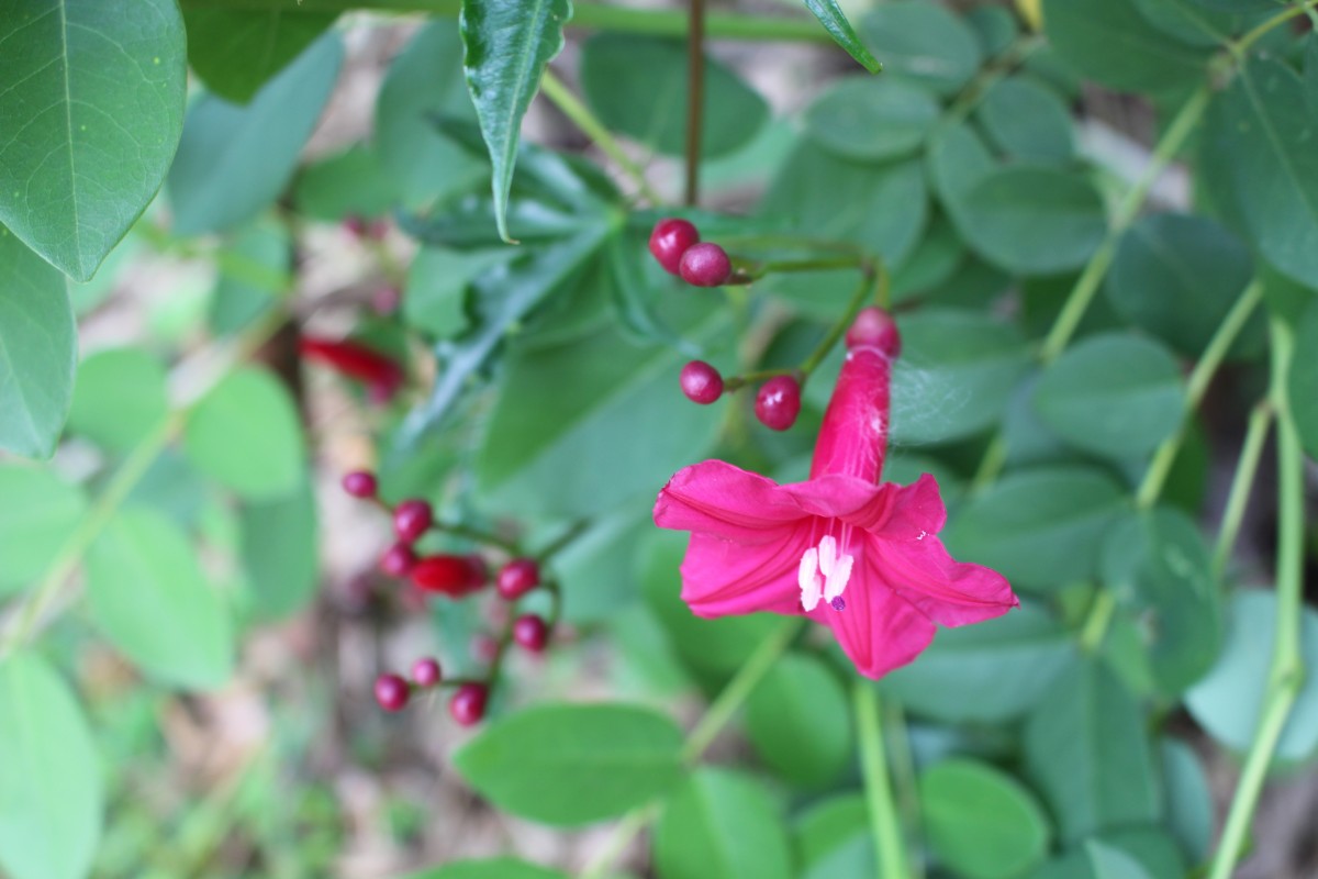 Ipomoea horsfalliae Hook.